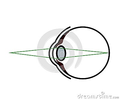 Human eye on a white background. The structure of the eyeball. Vector Vector Illustration